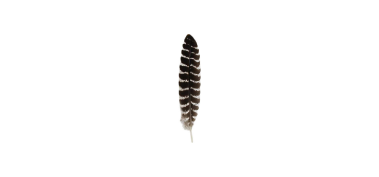 turkey Feather Grade A Barred Genuine