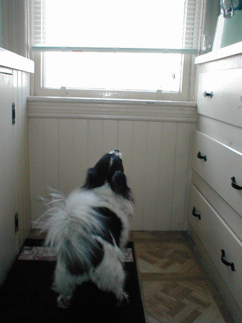 Dovi barking at a fly 5-6-09