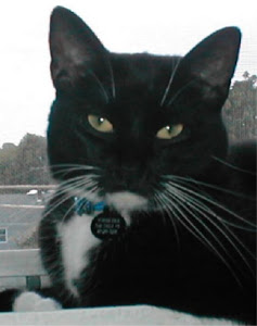 Whiskers tolerates us