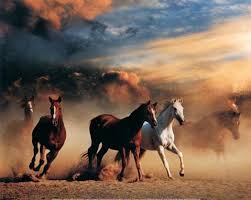 Horses 1