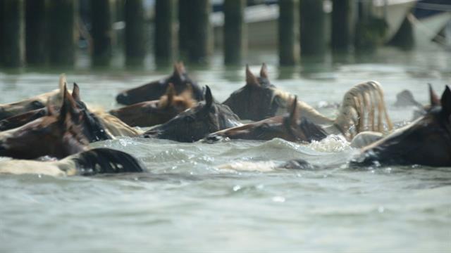 Horses swimming