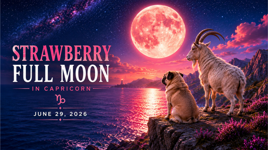 Strawberry Full Moon in Capricorn over a moonlit ocean, with a pug and a mountain goat standing together on a coastal cliff as the pink full moon reflects across the water on a summer night.